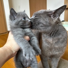 グレーの親子　里親募集中