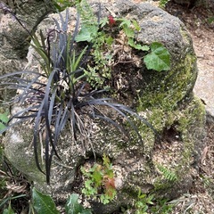 苔や草が生えた庭石