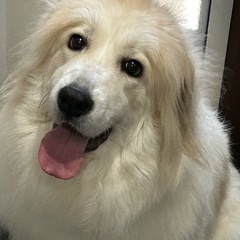 グレートピレニーズ