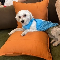 再投稿！助けてください。拡散してください。マルプ一オス一歳半！7月1日までなんです。宜しくお願いします。 - 犬