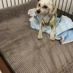 再投稿！助けてください。拡散してください。マルプ一オス一歳半！7月1日までなんです。宜しくお願いします。 - 富田林市