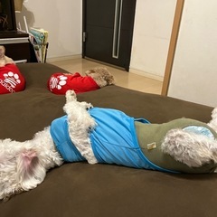 再投稿！助けてください。拡散してください。マルプ一オス一歳半！7月1日までなんです。宜しくお願いします。 - 里親募集