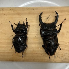 国産オオクワガタペア④の画像
