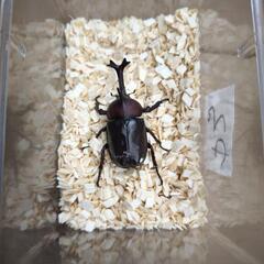 国産カブトムシ1ペア