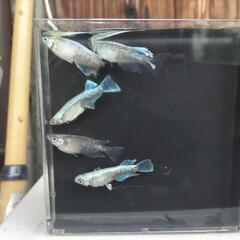 フロマージュメダカ