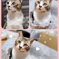 推定2～3歳　子育ても頑張りました！他の猫ちゃんとも仲良く…