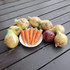 とれたての玉ねぎ🧅とニンジン🥕