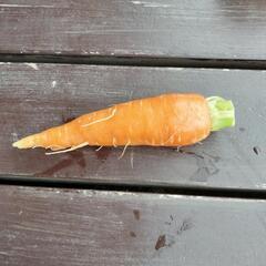 とれたての玉ねぎ🧅とニンジン🥕の画像