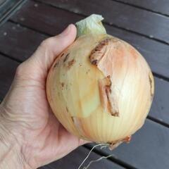 とれたての玉ねぎ🧅とニンジン🥕の画像