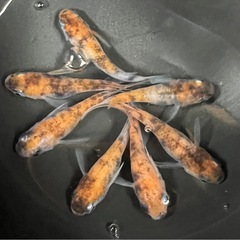【めだか】　三色系めだかショートタイプ　3ペア