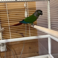 繁殖引退　無償　里親募集　ウロコインコ