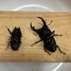 国産オオクワガタペア⑩取引決まりの画像