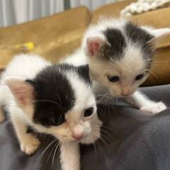 in春日井市☆子猫祭り☆保護猫達を暖かいオウチに迎えよう☆…