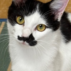 🐾人懐こくて食いしん坊甘え上手な男の子