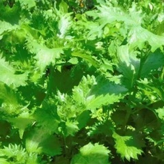 青じその苗