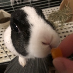 4歳のミニウサギ♀