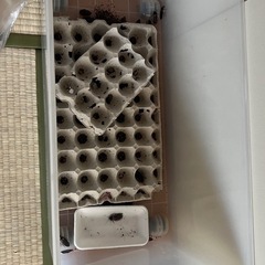 デュビア