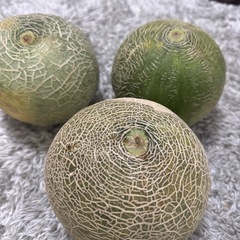 鉾田市産クィンシーメロン　B級品