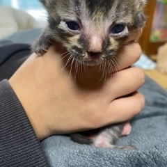 〈急募〉キジ子猫ちゃん　里親さん募集