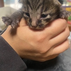 〈急募〉キジ子猫ちゃん　里親さん募集