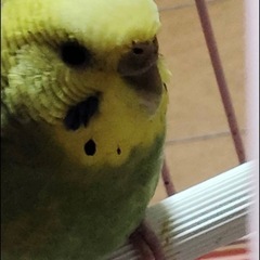 セキセイインコ♀、♂