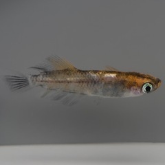 ②壱虎オルタードアイ因子持ち　1ペア　めだか