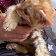 かわい猫ちゃん