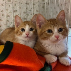 ぬいぐるみみたいな2匹2ヶ月里親様募集中です！