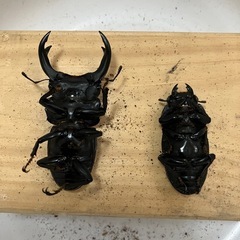 国産オオクワガタペア⑪の画像