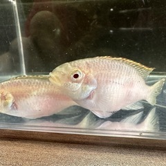 🐠ペルヴィカクロミス プルケール アルビノ ±6㎝ 2匹セット400円