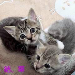 in江南市☆子猫祭り☆保護猫達をオウチに迎えよう☆2025…