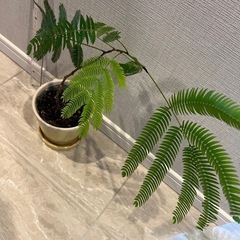 観葉植物　エバーフレッシュ　鉢植えの画像