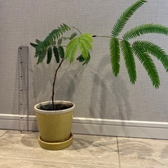観葉植物　エバーフレッシュ　鉢植え