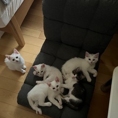 保護猫の子猫生後2ヶ月５匹
