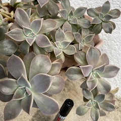 多肉植物　朧月6/3
の画像