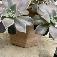 多肉植物　朧月6/3
の画像