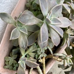 多肉植物　朧月6/3
の画像