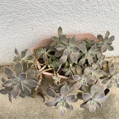 多肉植物　朧月6/3
の画像