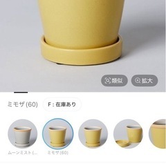 観葉植物　エバーフレッシュ　鉢植えの画像