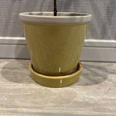 観葉植物　エバーフレッシュ　鉢植えの画像