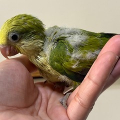 オキナインコ　グリーンオパーリン