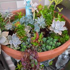 ガーデニング多肉植物色々