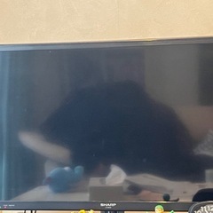 SHARP テレビ