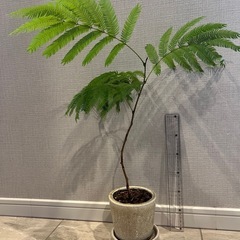 観葉植物　エバーフレッシュ　鉢植え