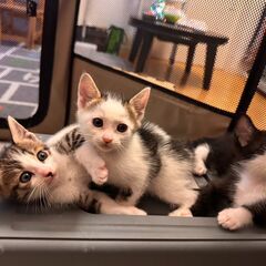 in名古屋市☆子猫祭り☆保護猫達をオウチに迎えよう☆202…