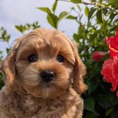 コッカプー🌺🌺