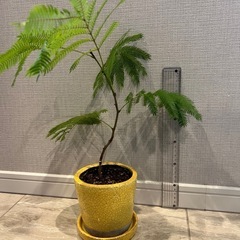 観葉植物　エバーフレッシュ　鉢植え付き