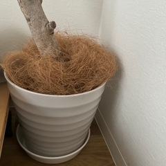 ゴムの木　観葉植物の画像