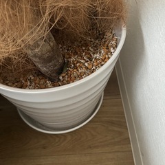 ゴムの木　観葉植物の画像