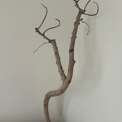 ゴムの木　観葉植物